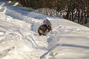 Black Cat on a snowy trail in Pomorie, Bulgaria