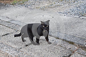 A black cat standing on the ground.