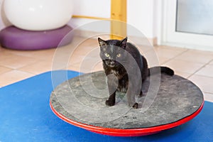 Black cat stands on a wobble board