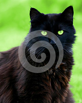Negro gato mirar fijamente 