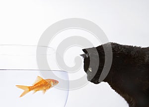 A black cat staring at a goldfish