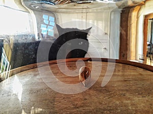 A black cat staring at a wooden mouse under a glass dome