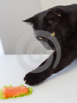 A black cat is stealing a slice of fish from the lightbox