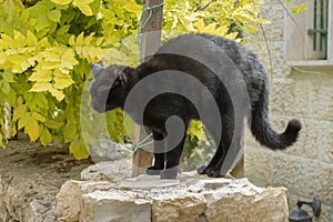 A Black Cat on a Stone Fence