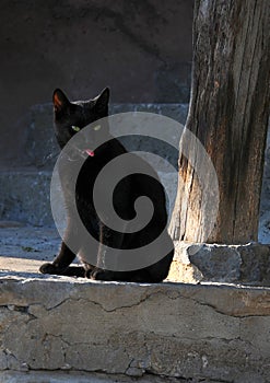 Black Cat on the Stone Steps