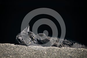 Black cat sunbath on the sidewalk next to a parking car.