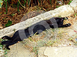 Black Cat Sunbathing