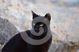 Black cat sunbathing on rocks near the sea