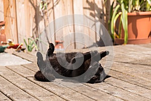 Black cat in supine position