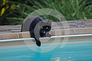 Black cat at the swimming pool