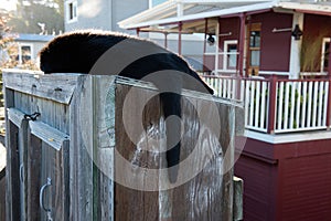 A black cat takes an afternoon nap on a wood cabinet in a spot of warm sunshine