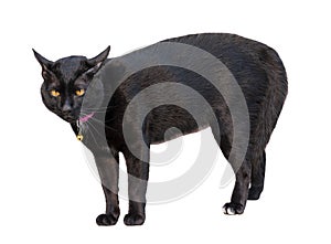 Black cat is threatening isolated on white background with clipping path
