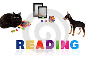 Black cat and toy-terrier puppy with electronic book