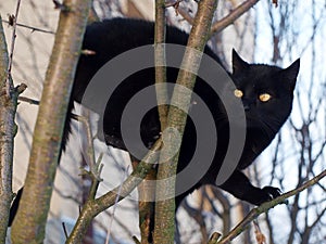 Black cat on the tree