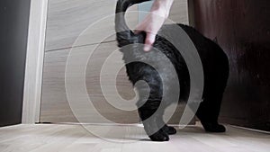 A black cat tries to leave the room, but the man unexpectedly touches it