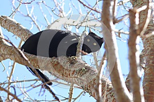 Black cat up in a tree in the sun