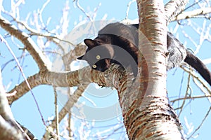 Black cat up in a tree in the sun