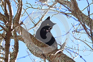 Black cat up in a tree in the sun