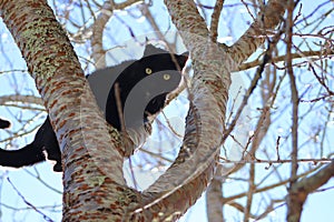 Black cat up in a tree in the sun