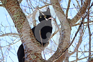 Black cat up in a tree in the sun