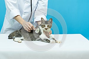 Black cat visiting vet for check up.Veterinarian examining cute cat in clinic. Veterinary care. Vet doctor and cat