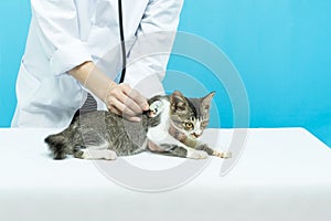 Black cat visiting vet for check up.Veterinarian examining cute cat in clinic. Veterinary care. Vet doctor and cat