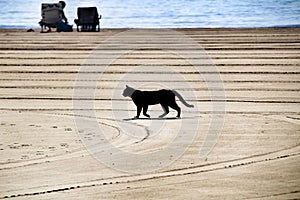Black cat walking on the beach