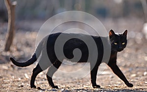 Black cat walking down the