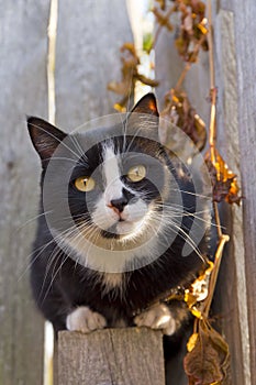 Black cat walking on the fence