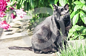 Black cat walking on the garden path near the grass lawn and bushes