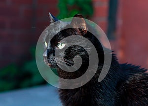 Black cat is walking in the garden in summer photo