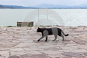 A black cat walking on a pier on Trasimeno lake Umbria