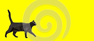 Black cat walking on Yellow background