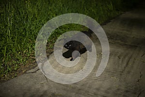 Black cat walks at night. Cat on road in park. Bad omen black cat