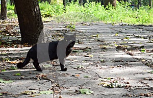 A black cat walks through the park in the fall.