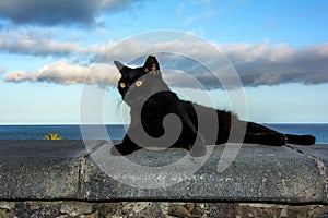 A black cat on a wall with a blue sky and sea