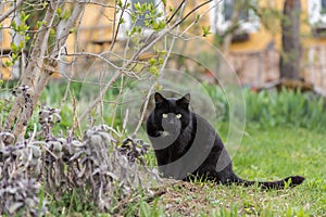 Black cat is watching outdoors