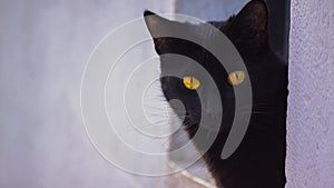 Black cat watching you