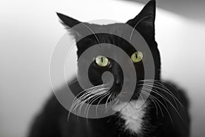 Black Cat Whiskers Closeup
