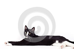 Black cat on white background