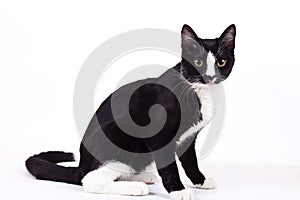 Black cat on white background