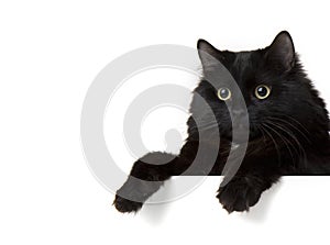 Nero gatto sul bianco 