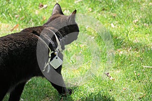 Black cat in white harness walks over grassy lawn