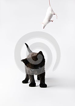 Black cat & White mouse