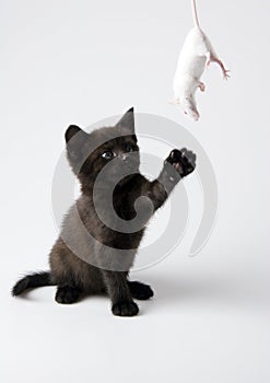 Black cat & White mouse