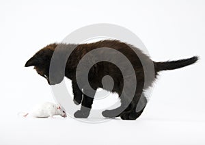 Black cat & White mouse