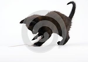 Black cat & White mouse