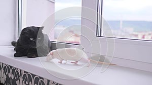 Black cat and white mouse together on the windowsill