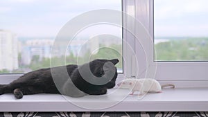 Black cat and white mouse together on the windowsill