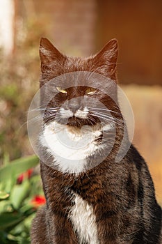 Black cat with white mustache squints in the sun